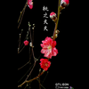 桃花开了，你见过完整的花开过程吗