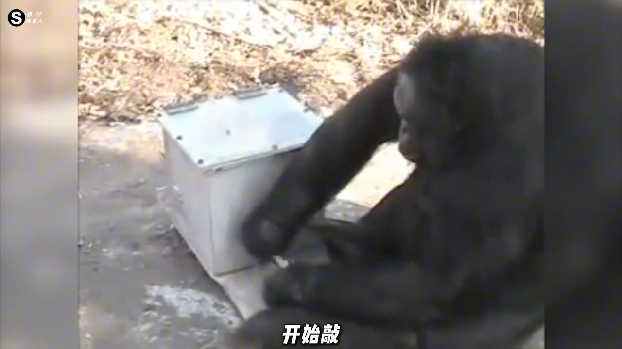 黑猩猩已经学会造武器了 人类该害怕吗？