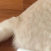 兼按摩与粘浮毛一体的滚筒 猫咪还挺享受