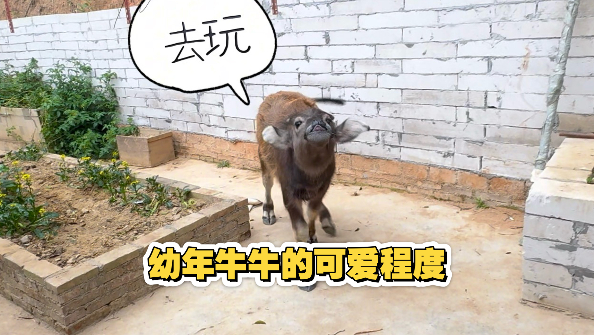 让城市的朋友见识一下牛牛小时候有多可爱