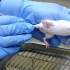实验动物的抓持技巧（小鼠+大鼠）必收藏系列！
