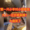 宁夏一只小羊对小孩很友好，大人一过去就装死？太搞笑了