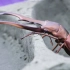 【甲虫羽化】超漂亮的甲虫诞生啦！美他力佛锹甲羽化记录
