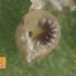 【精彩片段】蚜茧蜂的科学详解！让你了解这蚜虫克星，化解对寄生动物的偏见