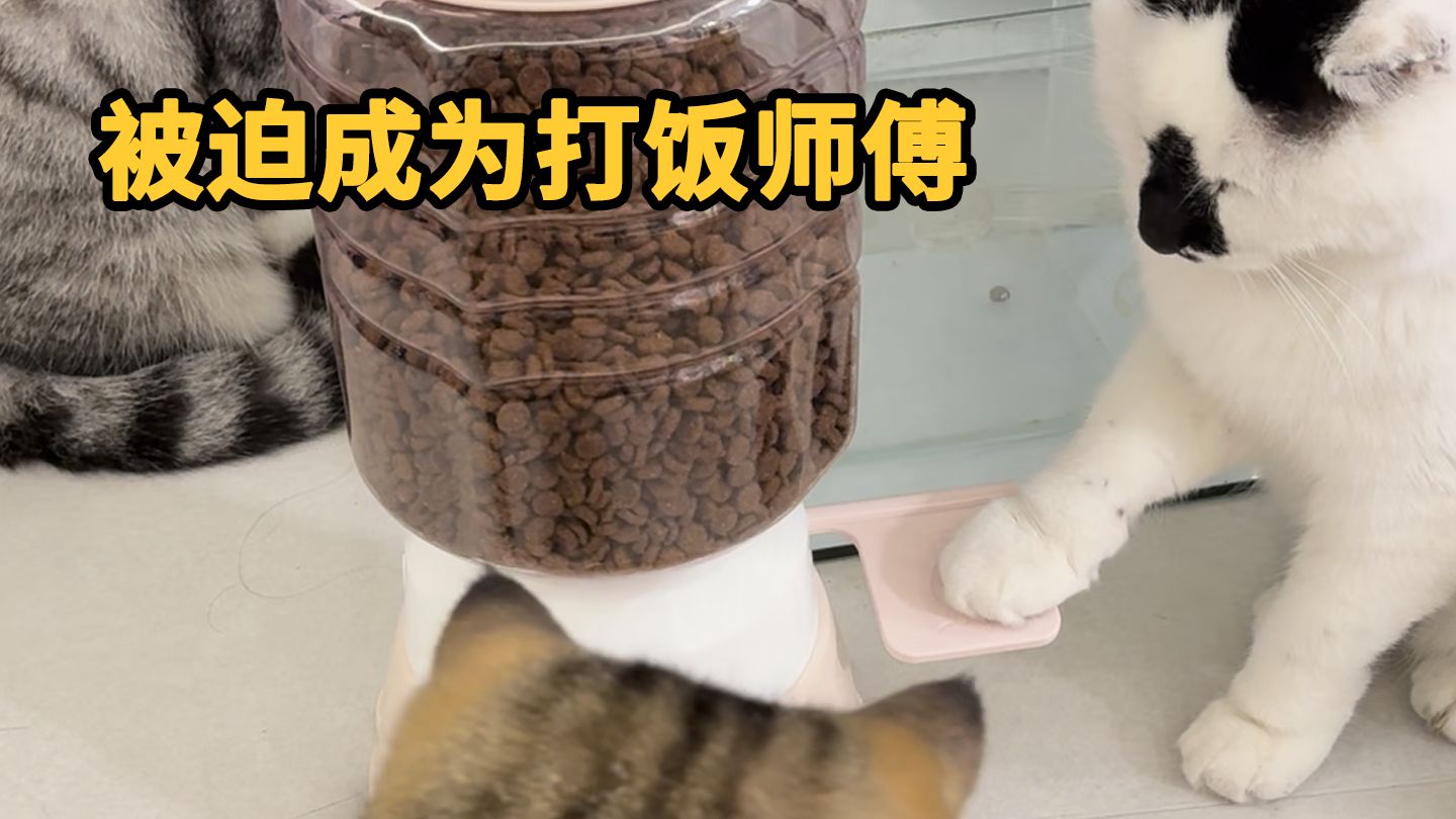 聪明的猫是要多承担一点的…