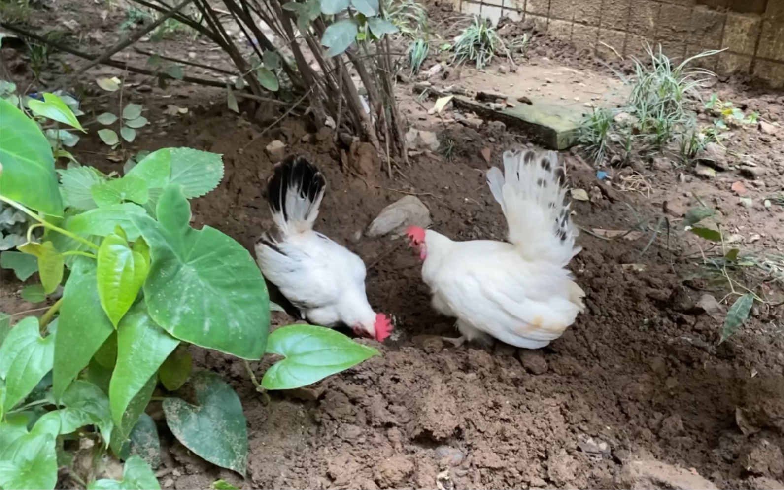 【宠物鸡】带咕咕鸡们到小区来吃“蚯蚓自助餐”