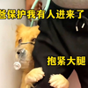 《全 国 遛 狗 现 状