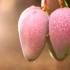 【舌尖故事】芒果中的“爱马仕”，没吃过它等同于没有真正吃过芒果