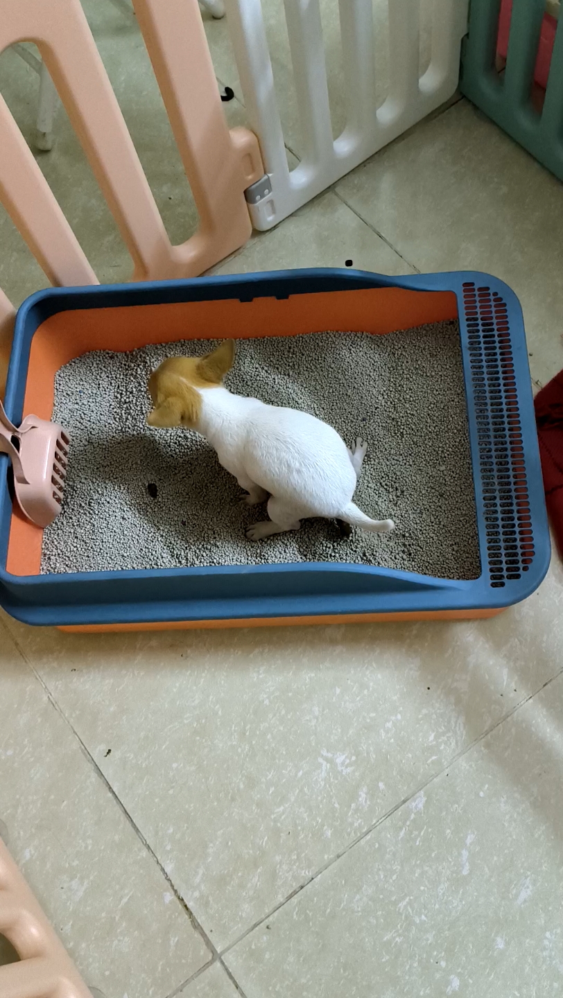 会用猫砂的狗子