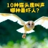 10种猫头鹰叫声，有的声音低沉，有的声音像虫鸣，哪种最吓人