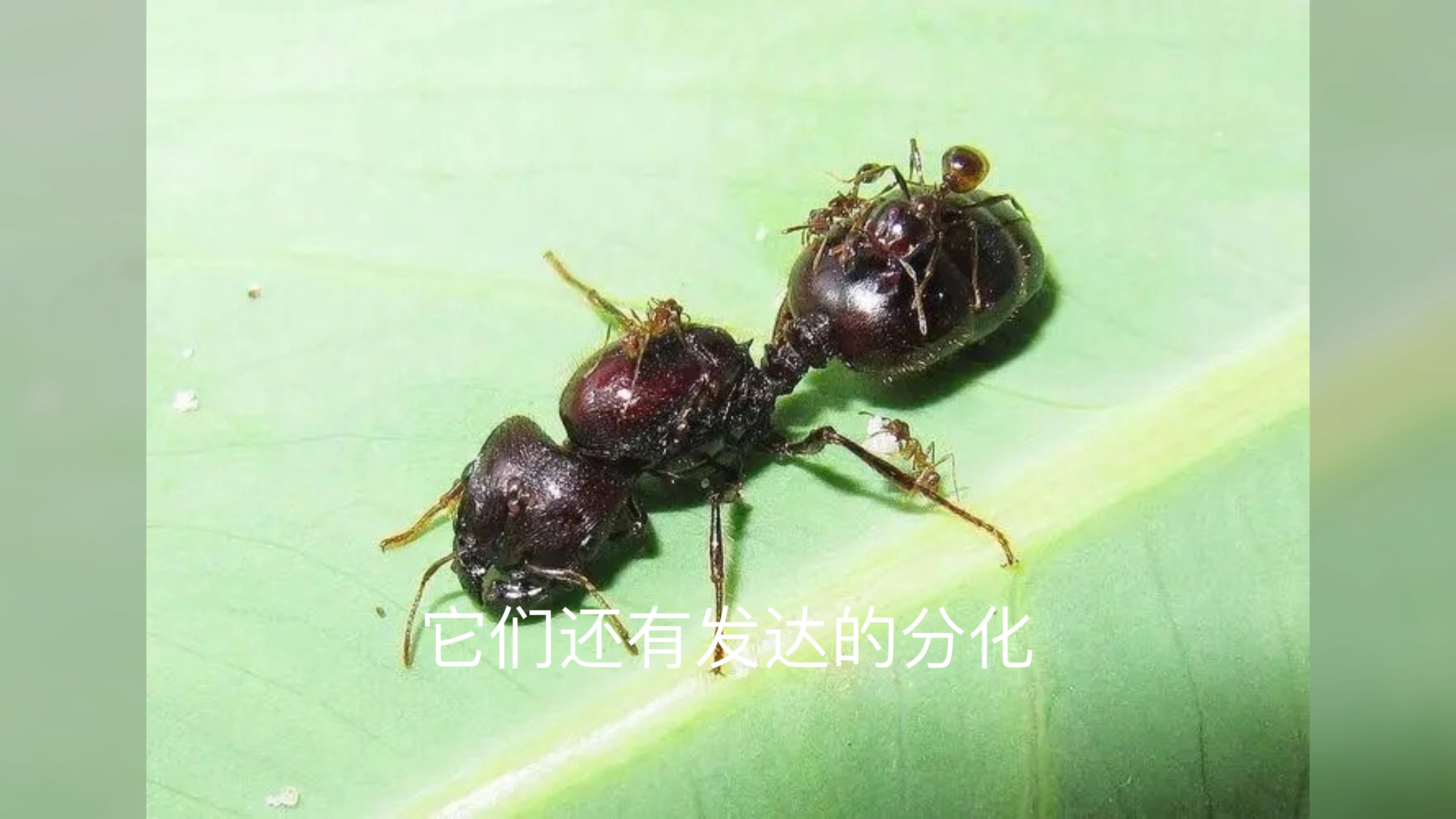 （全异）这是切叶蚁？不对！是行军蚁！还是中国的！