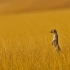 一只狐獴 非洲 纳米比亚 (© Danita Delimont/Offset by Shutterstock)