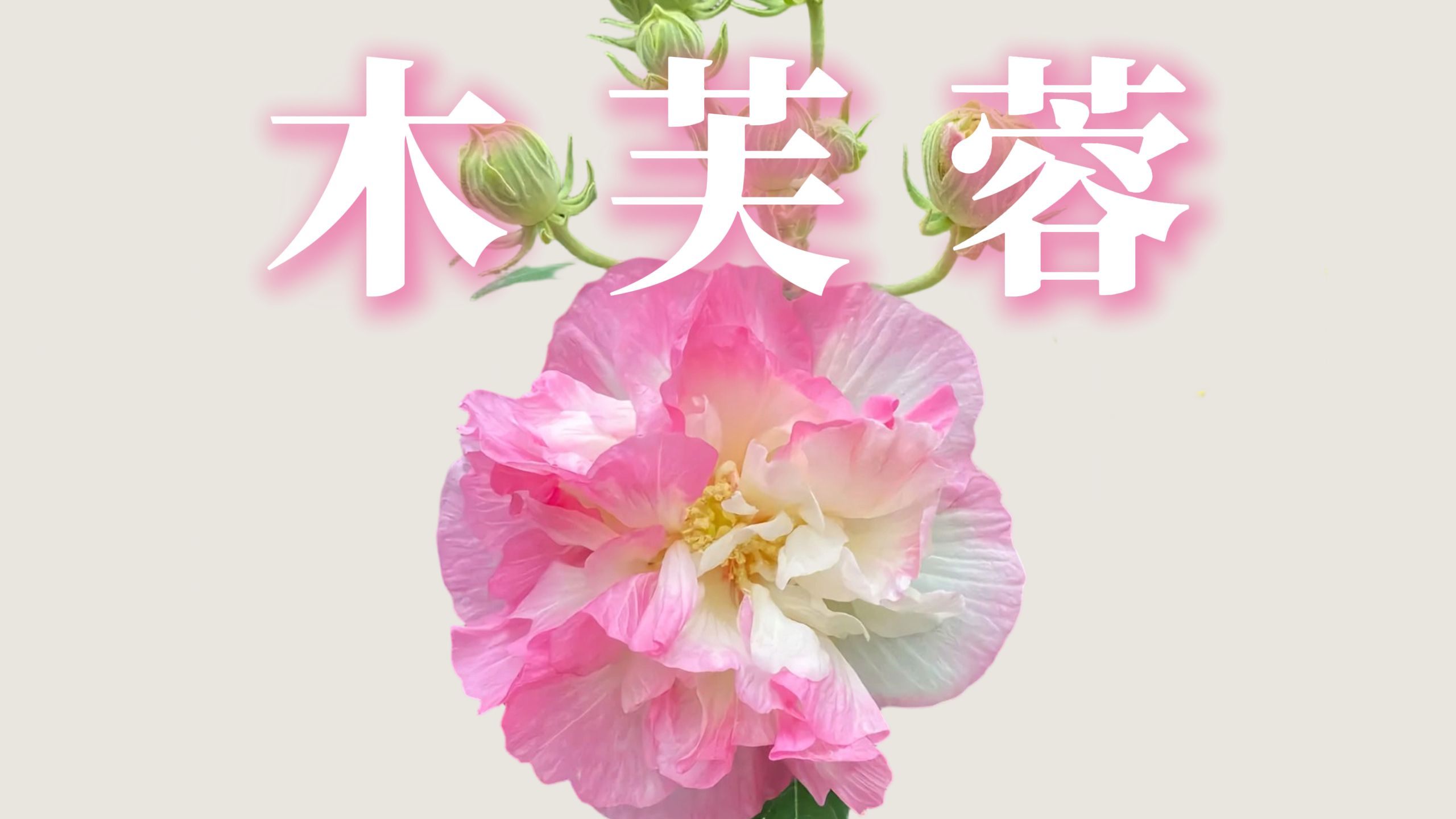 “木芙蓉的花语是纤细之美、纯洁与忠贞的爱情。”