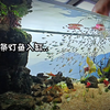 700条鱼在两米的缸群游是什么感觉⁉ 我们来一起见证这奇迹的时刻
