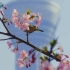 [4K] 2月早春の東京花景：梅と河津桜
