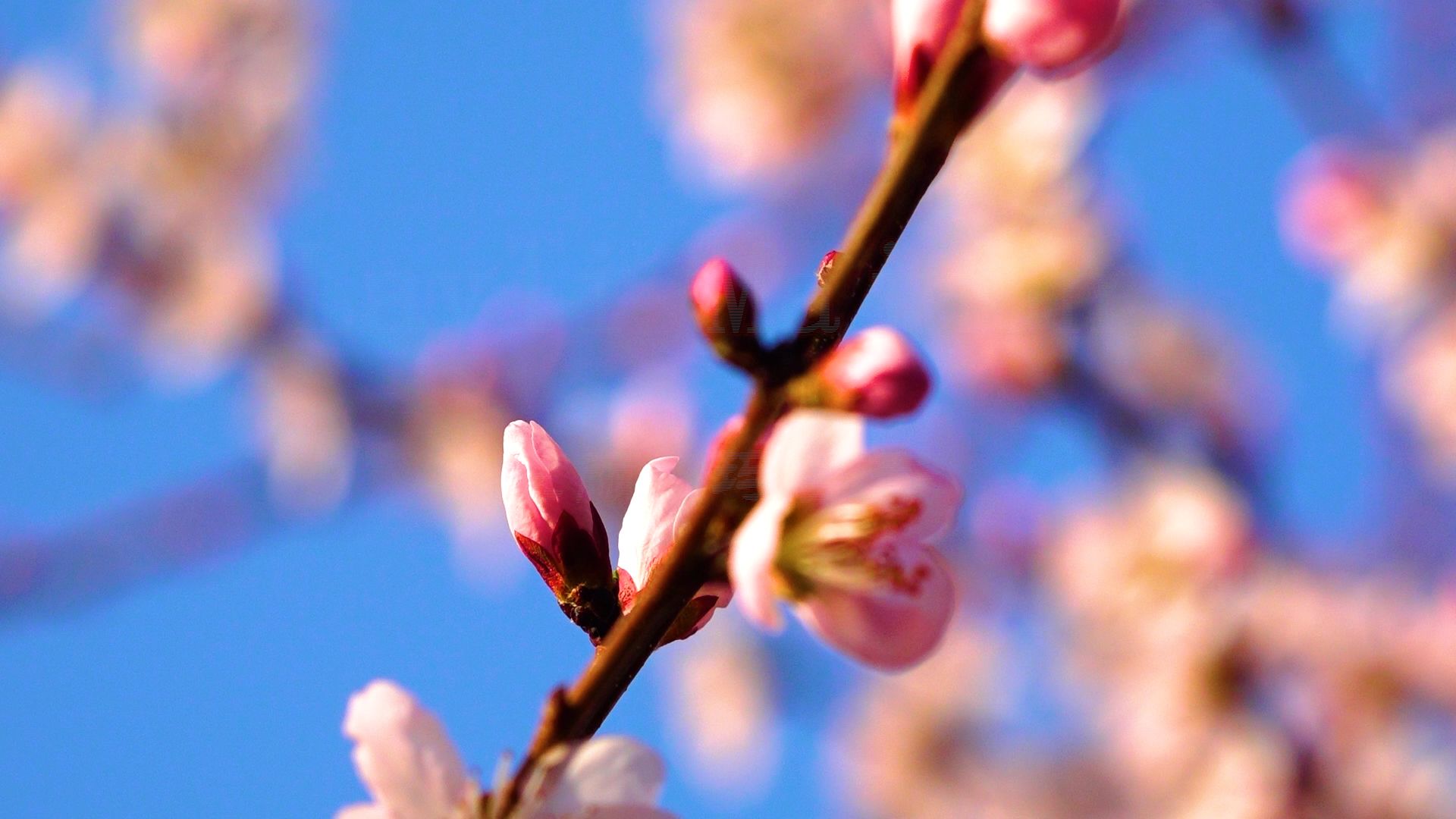 维吾尔族流行歌曲《Layli Majnun》恋之永恒的心灵共鸣