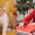 60岁刘德华罕见皮一下，照着猫咪认真画老虎，成品出来太好笑