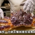 帝王蟹是如何崛起的？你每吃一只帝王蟹 就是在拯救世界！