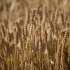 空镜头视频素材 小麦麦田成熟秋季收获素材分享