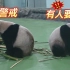 大熊猫面对面干饭 突然头撞头 一秒撞成背靠背