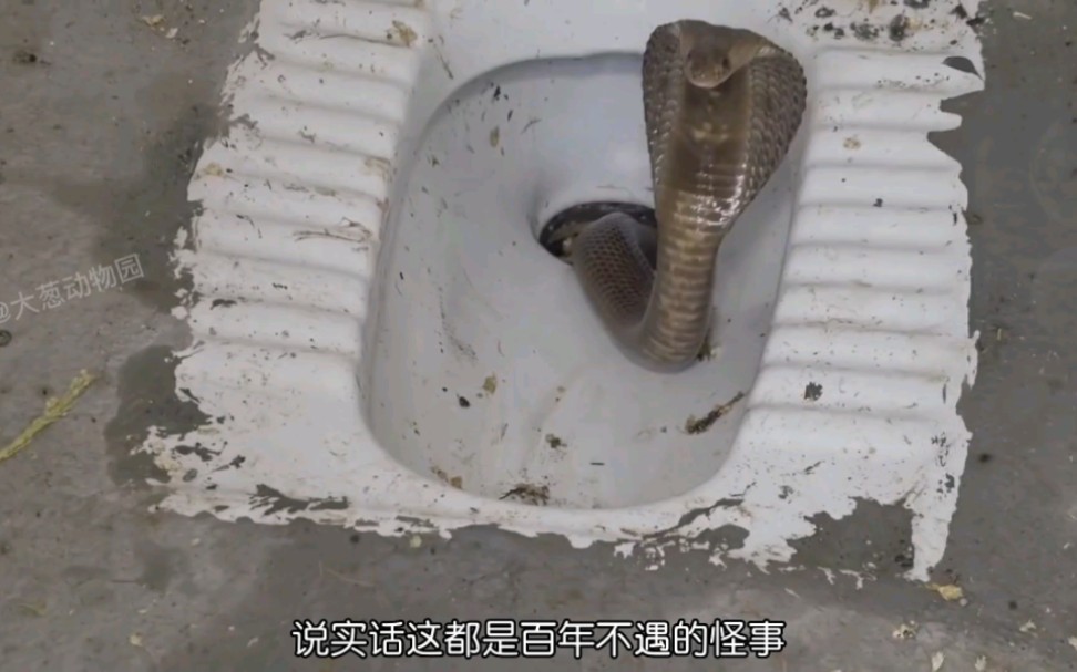 厕所中爬出了一根眼镜蛇，这把正要方便的阿三哥吓了一大跳