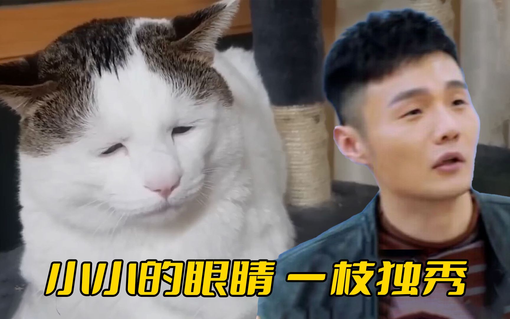 猫中“李荣浩”，每天愁眉苦脸像活不起了一样，主人看见它都叹气