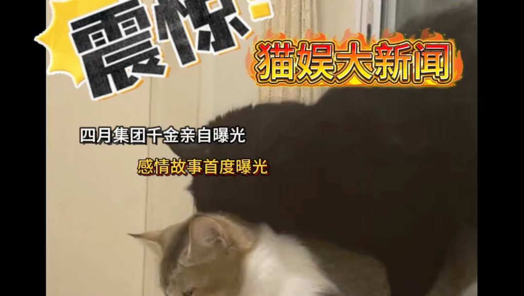 猫娱大新闻