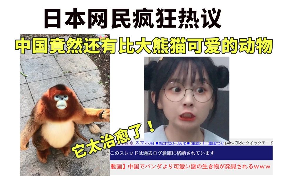 日本网友疯狂热议：中国竟然还有比熊猫还要可爱的动物！