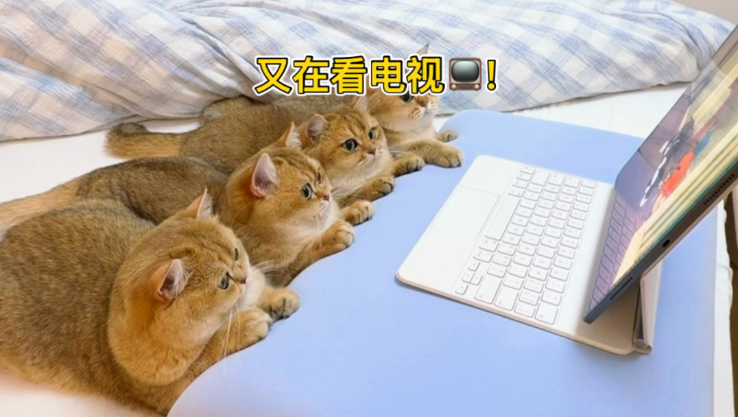 终于找到让小猫咪多喝水的方法了！
