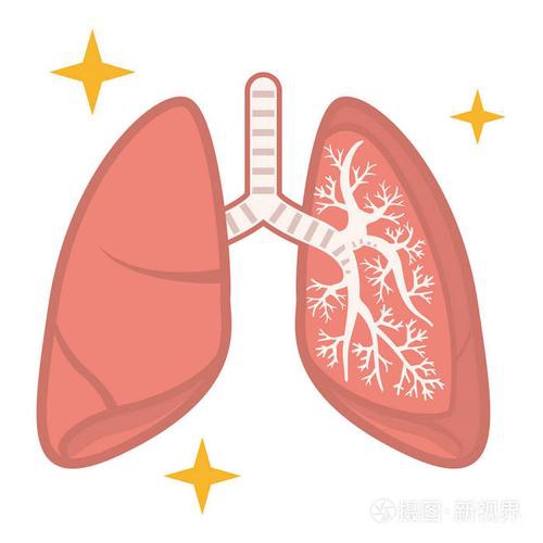 【自制】肺