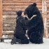 一只喜欢和人拥抱的小熊