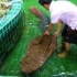 【奇趣】泰国民居院子水池【巨型怪鱼】捕捉【水花四溅】