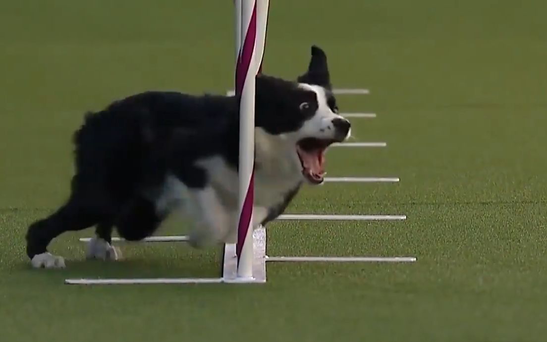 哈士奇和边牧参加敏捷犬比赛，完全是两种不一样的画风