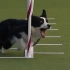 哈士奇和边牧参加敏捷犬比赛，完全是两种不一样的画风