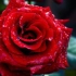 【中字】2001.05[宙組]凡尔赛玫瑰-菲玛篇（和央、花總）