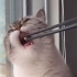 猫粮——用筷子一粒一粒吃才够优雅~