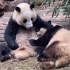 【大熊猫和花和叶】弟弟牵着姐姐的手，姐姐顺势钻进弟弟怀里，无以言表的感动呀