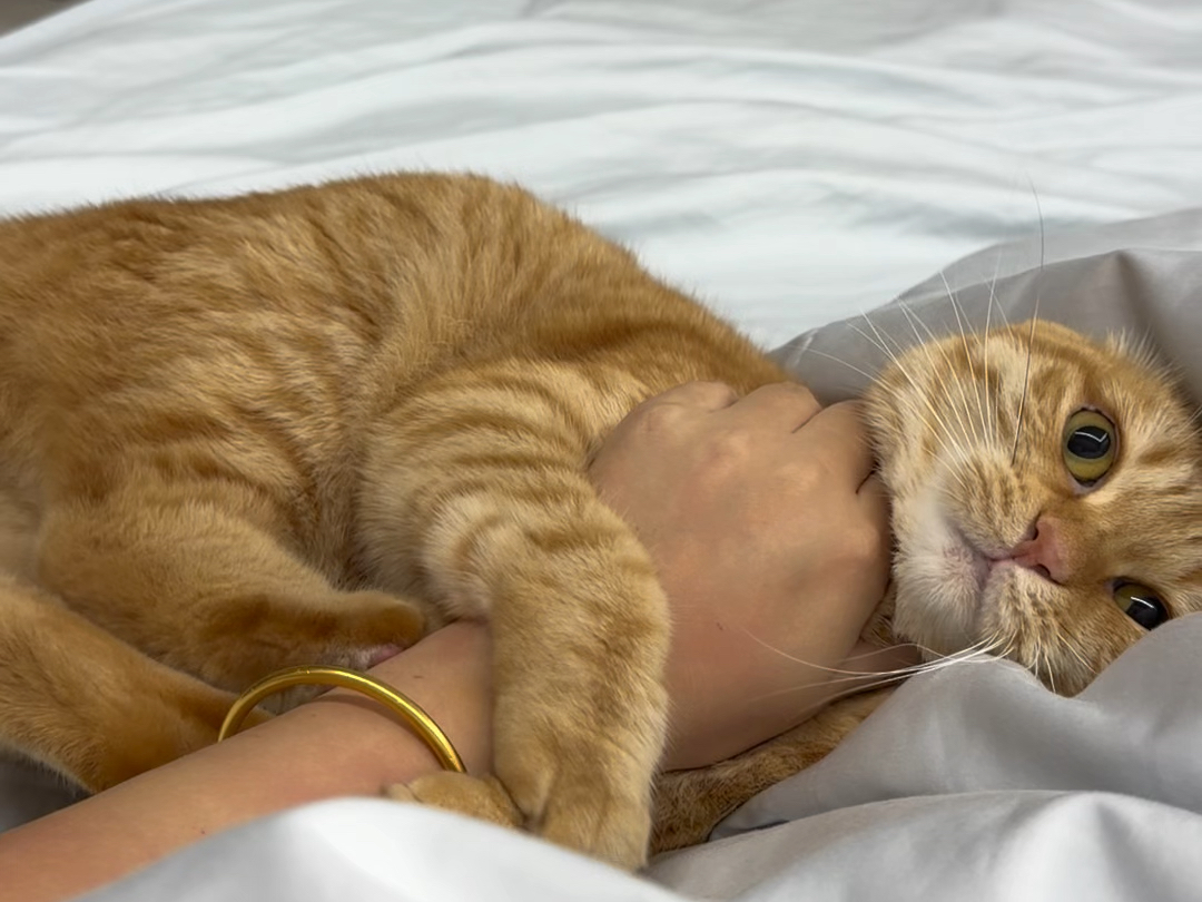 养了只知冷知热的猫是一种什么体验？#猫咪的迷惑行为 #橘猫 #记录猫咪日常 #萌宠出道计划