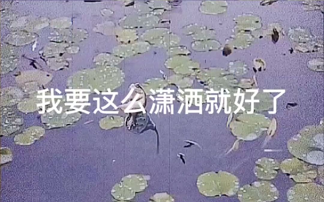 满级动物我要是像你那么潇洒就好了