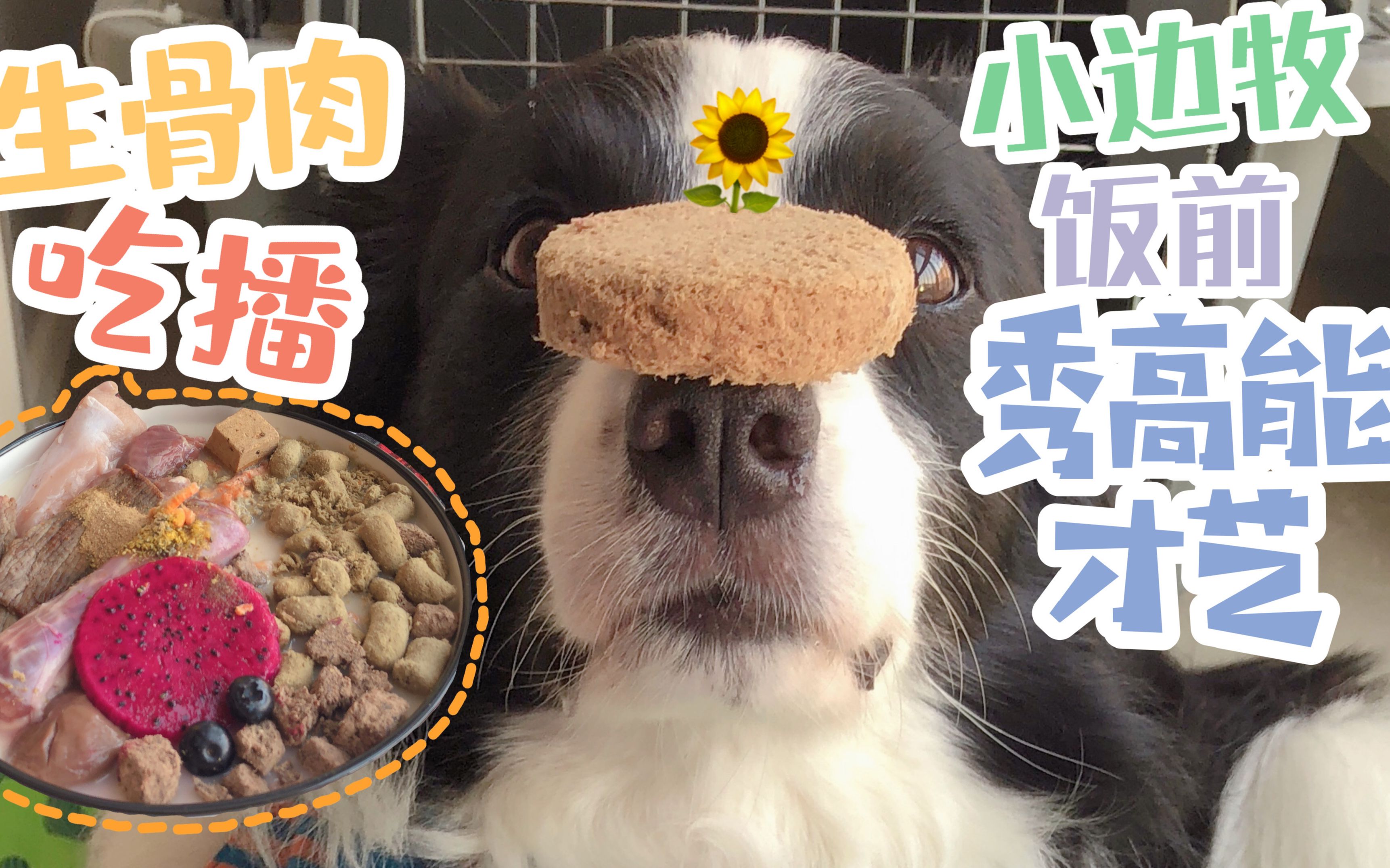 【边境牧羊犬】吃播也要秀技能