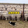 《一条狗的使命》：狗是狗，边牧是边牧