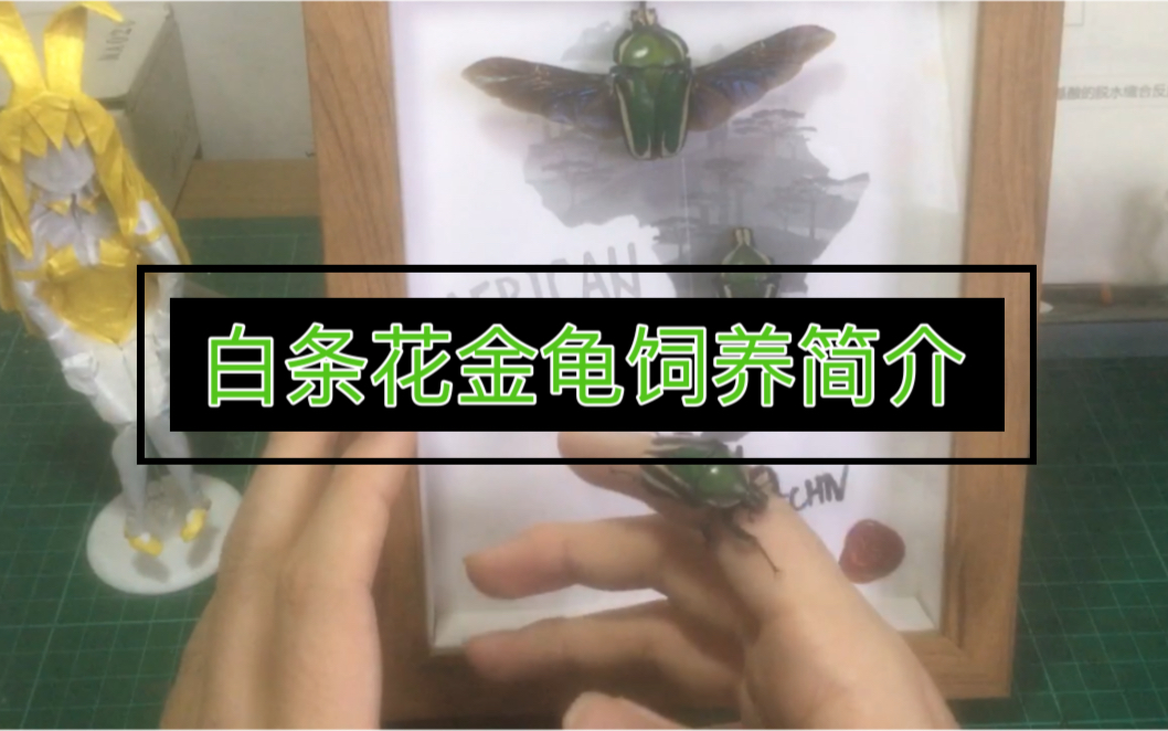 关于白条花金龟饲养
