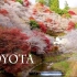 【樱花】观赏冬季樱花树的最佳季节。