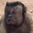 猴子长了一张人脸