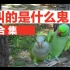 【宠物】鸟叫的是什么鬼视频合集  Sh*t Birds Say Video Compilation 2016