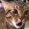 ~老吴合集