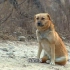 【武侠人物志】阿黄，武侠第一狗，一只具有内功重情重义的狗