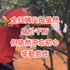 全红禅父母虽然身价千万，但依然不忘初心辛勤劳动。勤劳本色，优秀血脉，不吃老本，送女送儿，为国为家，体育盛情，父母榜样。贫不折腰，富足未来。全好父母，榜样天下
