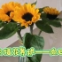 室内插花养护—向日葵
