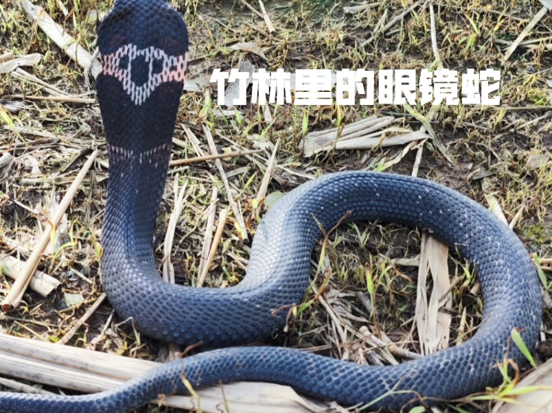 桂林蛇类探索之旅，发现竹林里眼镜蛇很多